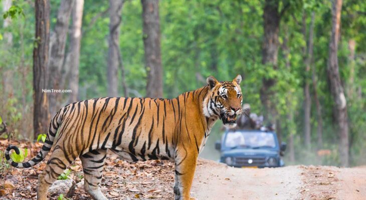 best wildlife photography