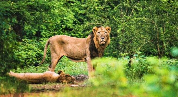 Gujarat wildlife photography tour